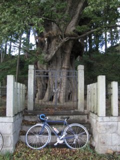 椋本の大ムク