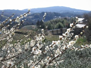 長引