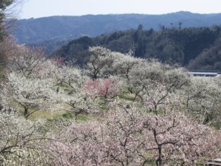 天神梅林