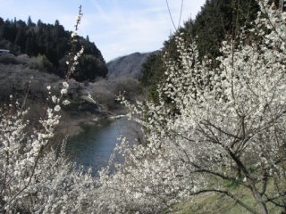 月瀬