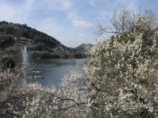 桃香野