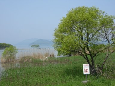 湖岸