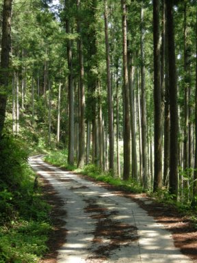 珍布峠への道