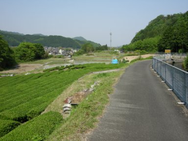 疎水横の道