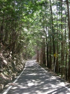 札立峠下り