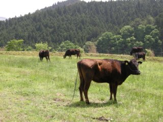 みつえ高原牧場