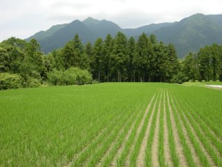 有間野
