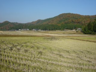 新田
