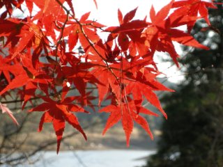 紅葉